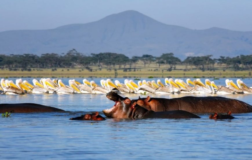 Lake Naivasha Day Trip