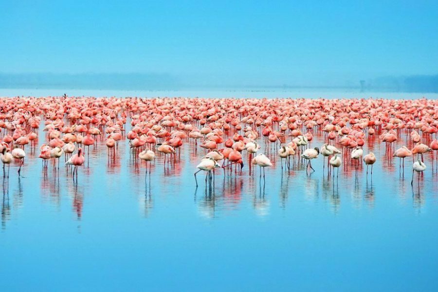 9 Days 8 Nights Safari Africa Veterans Safaris