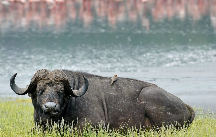 Lake Nakuru National Park