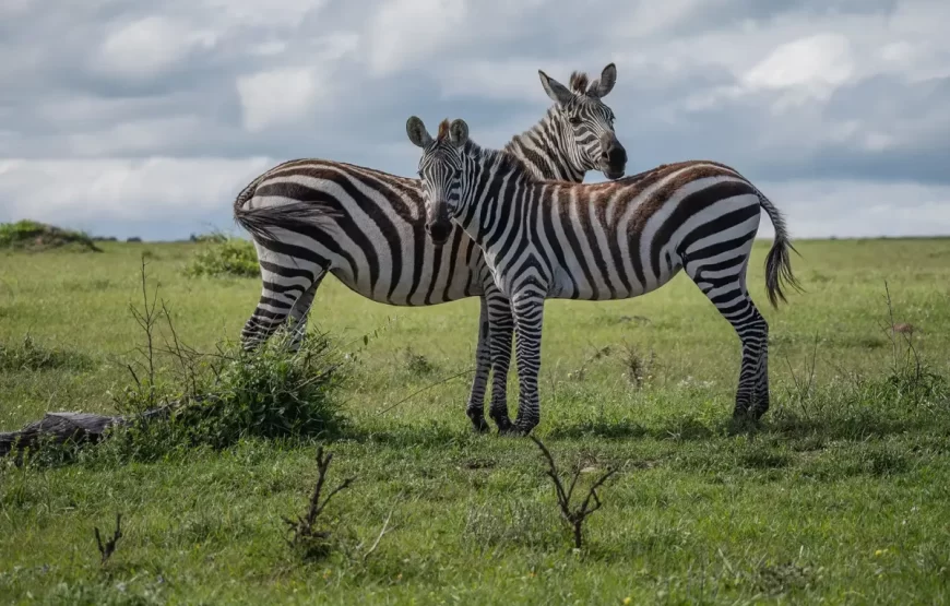 11 Days and 10 Nights Kenya Tanzania Safari