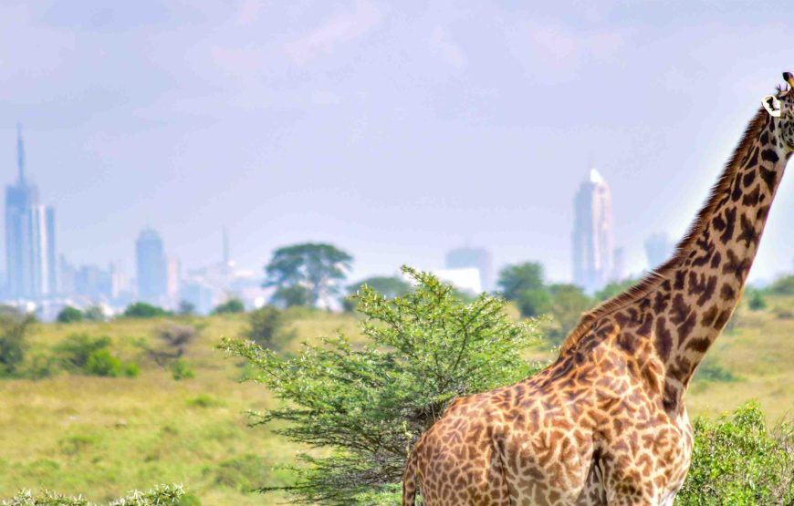 Nairobi National Park