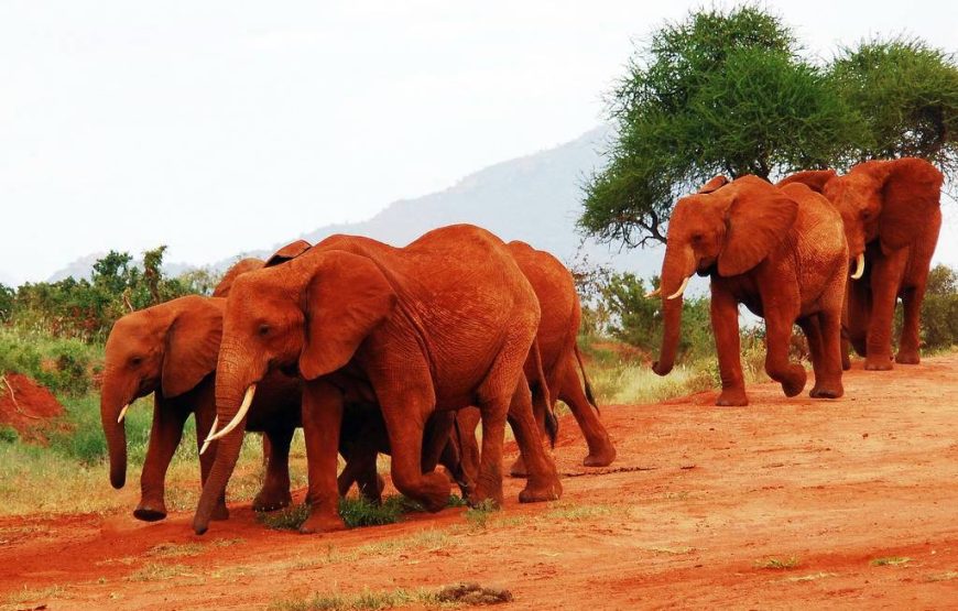 Tsavo National Park