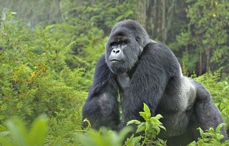 3 Days Gorilla Special Uganda