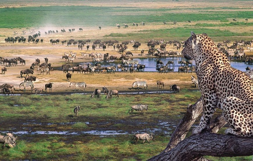 Excellent 7 Days 6 Nights Tanzania Zanzibar Wildlife and Beach Safari