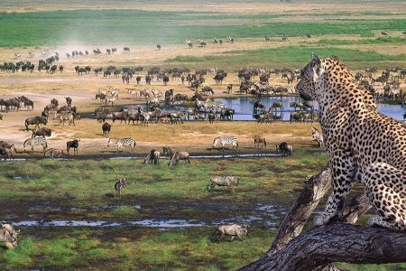 7 DAYS / 6 NIGHTS LODGE and CAMPING SAFARI, TANZANIA. Africa Veterans Safaris