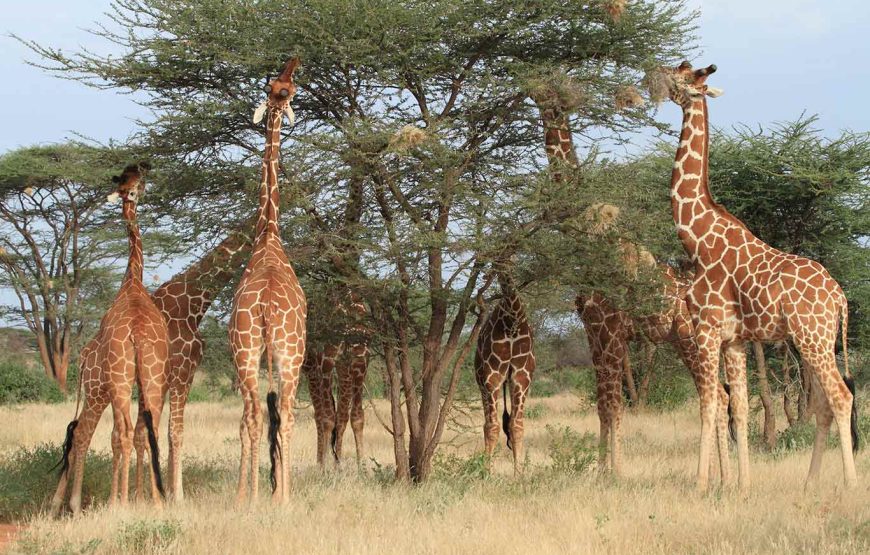 Kenya Horizons featuring Keekorok – 7 Days 6 Nights