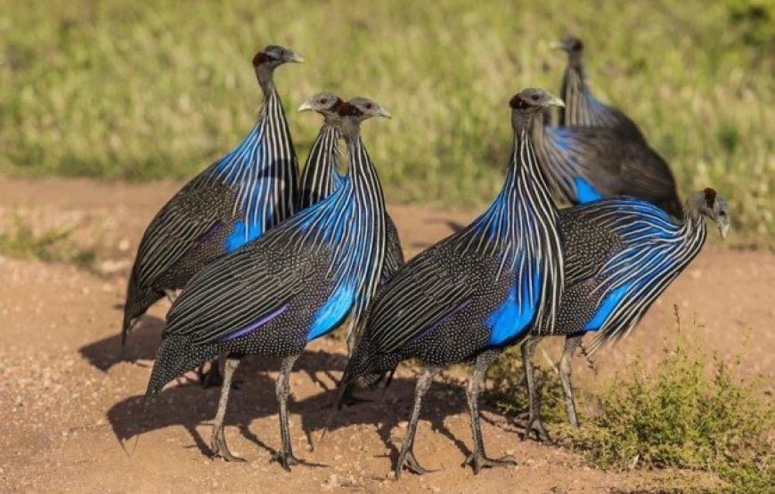 Samburu National Reserve