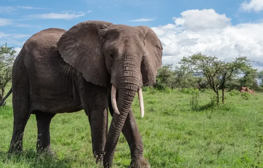 Kenya Horizons featuring Keekorok – 7 Days 6 Nights