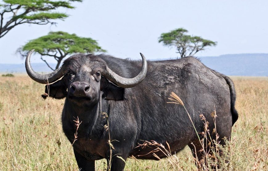 11 Days and 10 Nights Kenya Tanzania Safari