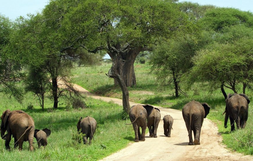 Tarangire National Park