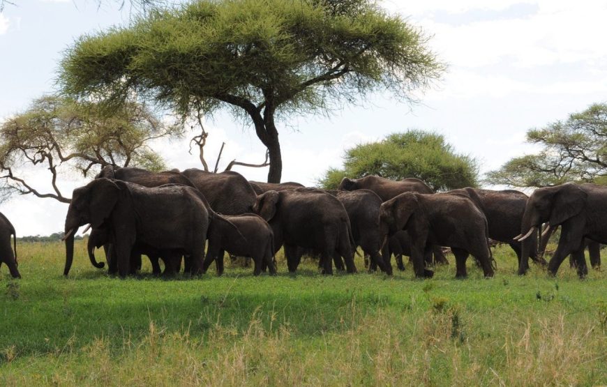 Excellent 7 Days 6 Nights Tanzania Zanzibar Wildlife and Beach Safari