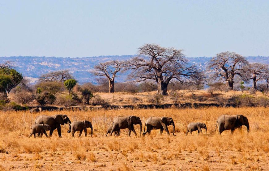 Tarangire National Park