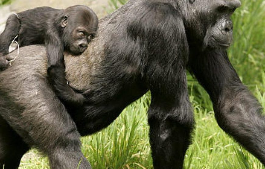 3 Days Gorilla Special Uganda