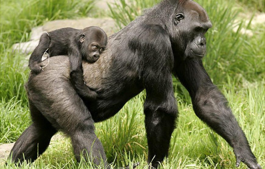 Bwindi National Park