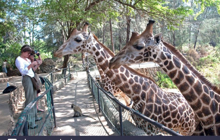 9 Days 8 Nights Cheetah Safari