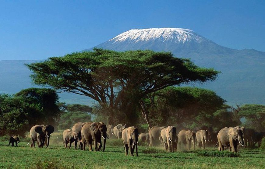 3 Days 2 Nights Tsavo West and East Safari