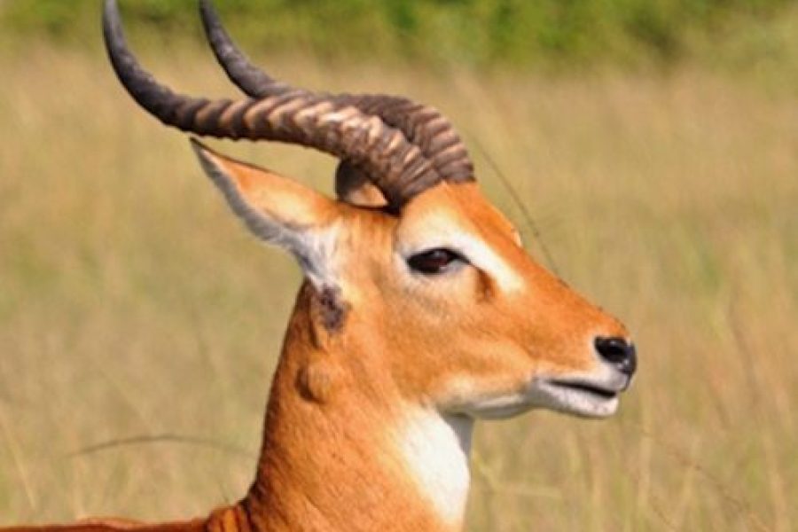 QUEEN ELIZABETH  NATIONAL PARK Africa Veterans Safaris