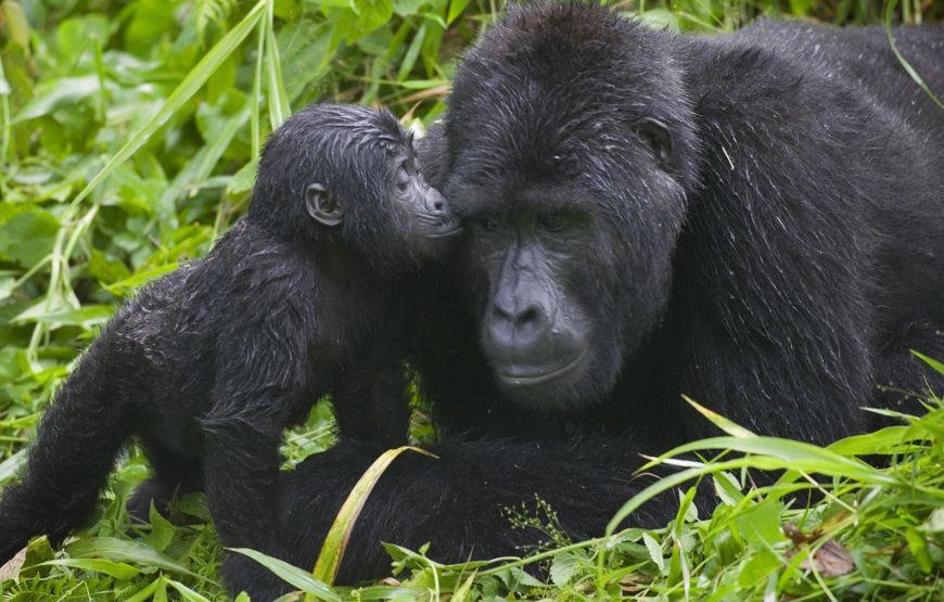 Uganda National Parks