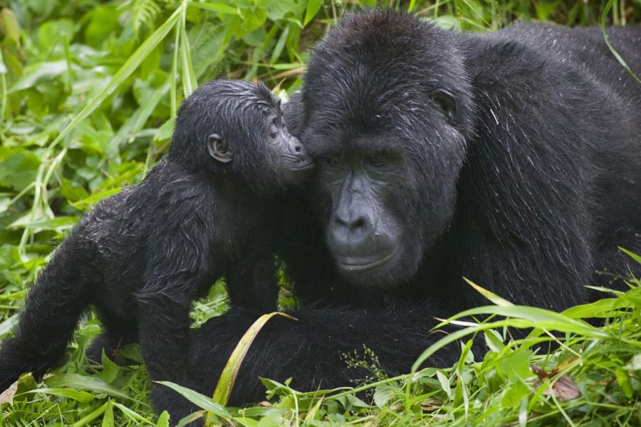 UGANDA NATIONAL PARKS Africa Veterans Safaris