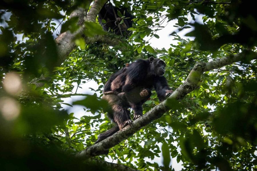 5 Days Uganda Primates Adventure