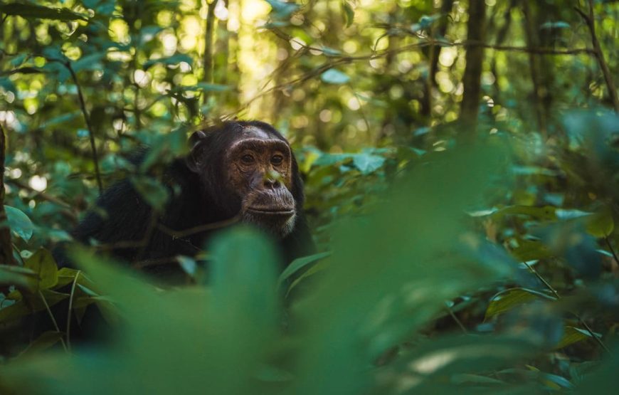 7 Days Gorillas, Chimps & QENP Uganda