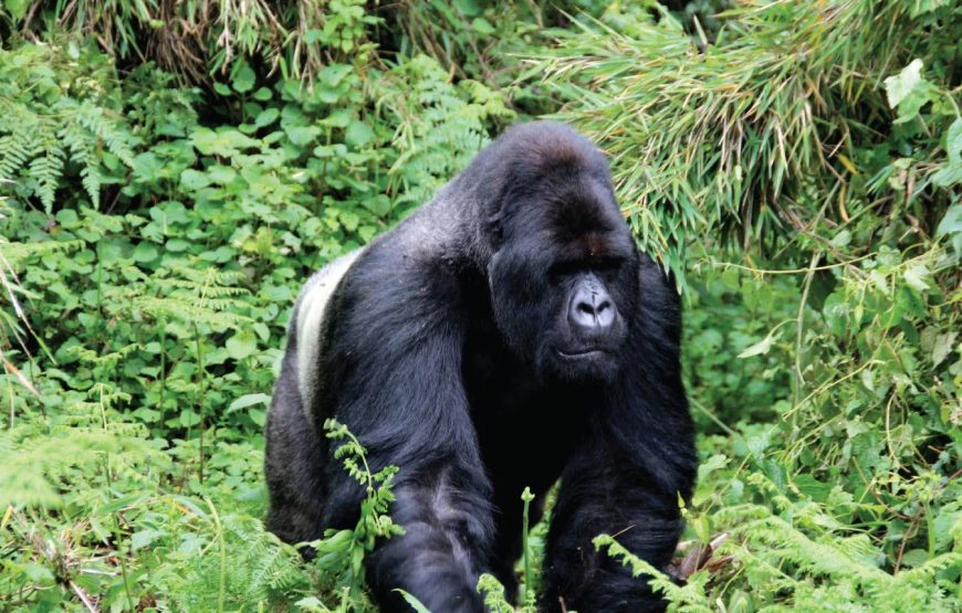 Gameparks Gorilla’s and Chimps in Uganda