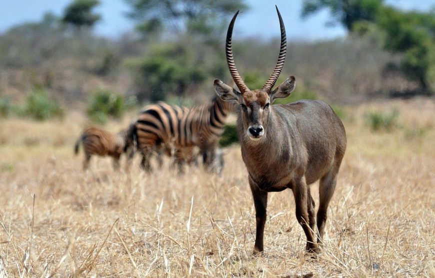 Meru National Park