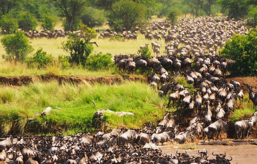 7 Days Safari