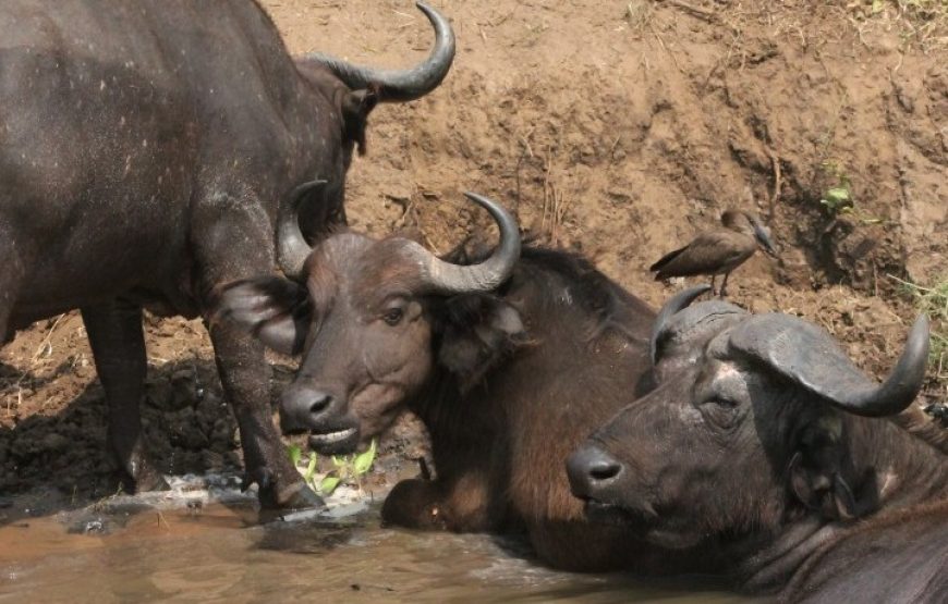 11 Days Uganda Wildlife Safari