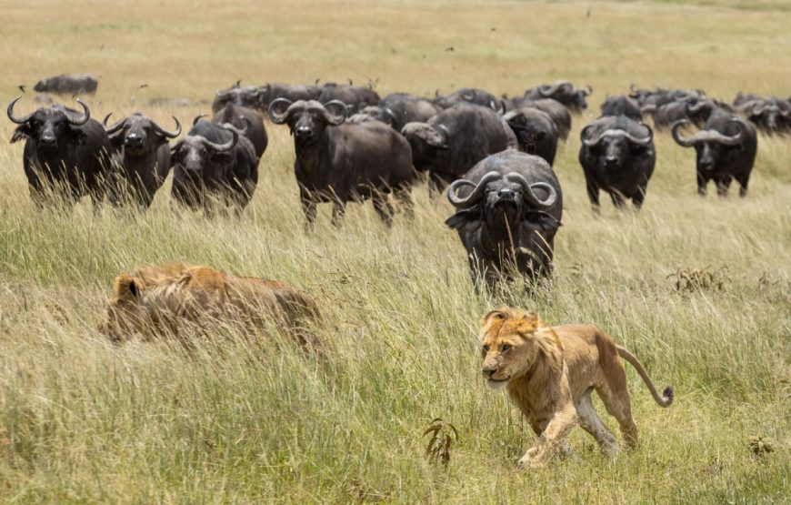 2-Day Masai Mara Budget Safari