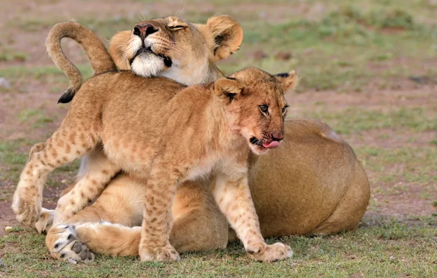 3-Day 2 nights Masai Mara Only