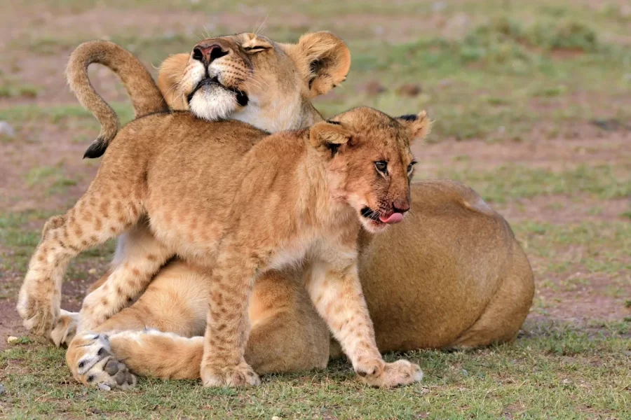 days kenya safari tour tanzania wildlife safari jpg