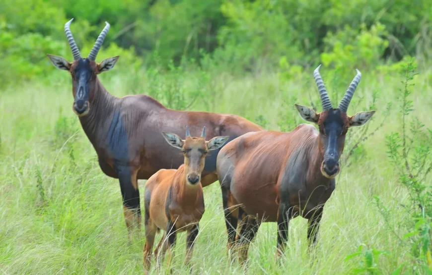 3 Days Uganda Easter Holiday in Lake Mburo