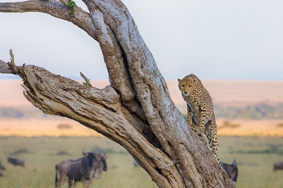 Days Kenya Safari Tour