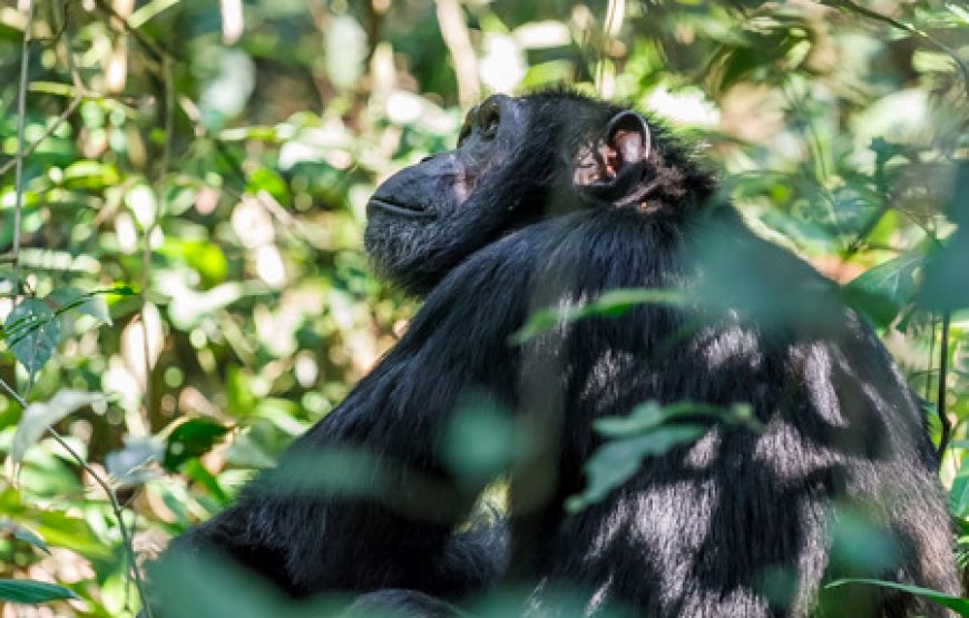 11 days Uganda birding and Gorilla Safari