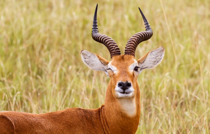 3 Days Murchison Falls NP