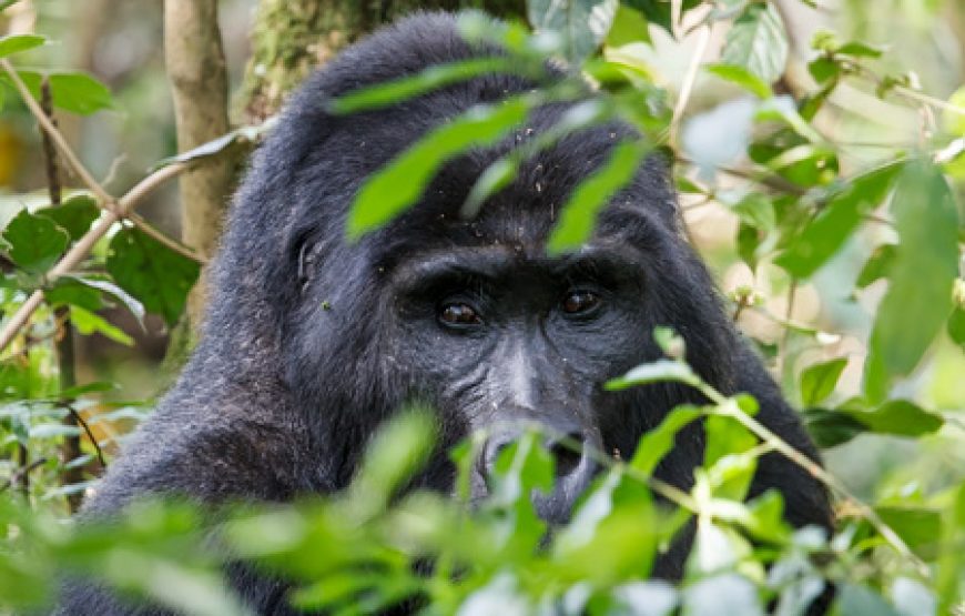 4 Days Uganda Golden Monkeys Safari