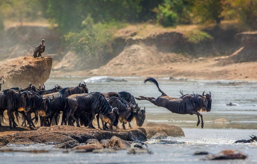 10 Days 9 Nights Kenya and Tanzania Safari.