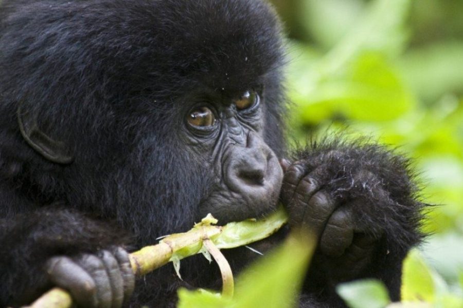 3 Days Uganda Gorilla Trekking Safari in Bwindi Impenetrable National Park