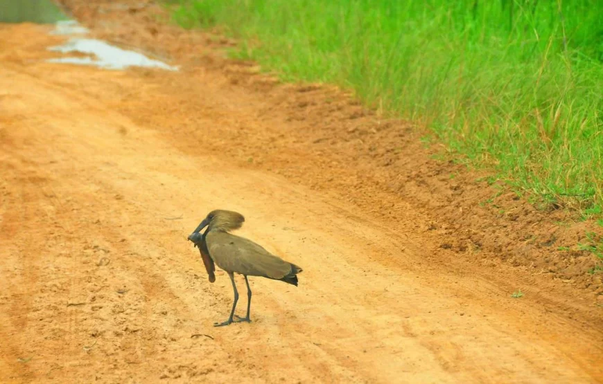 3 Days Uganda Easter Holiday in Lake Mburo