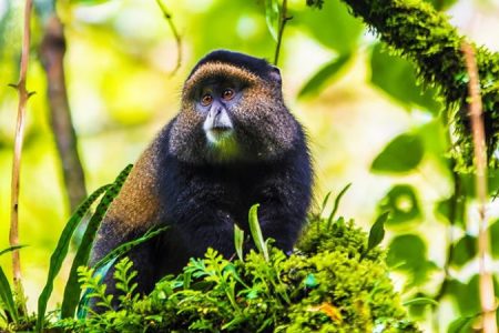 3 Days Uganda Golden Monkey Tracking Tour
