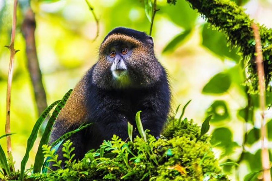 3 Days Uganda Golden Monkey Tracking Tour