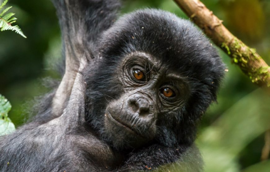 5 Days Uganda Golden Monkeys and Chimpanzee Safari