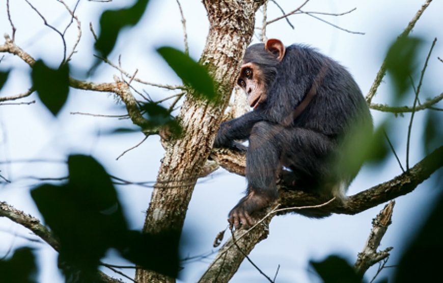 4 Days Uganda Golden Monkeys Safari