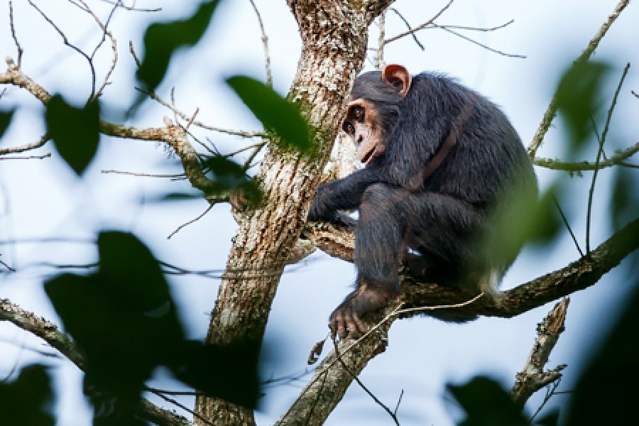 3 Days Kibale NP