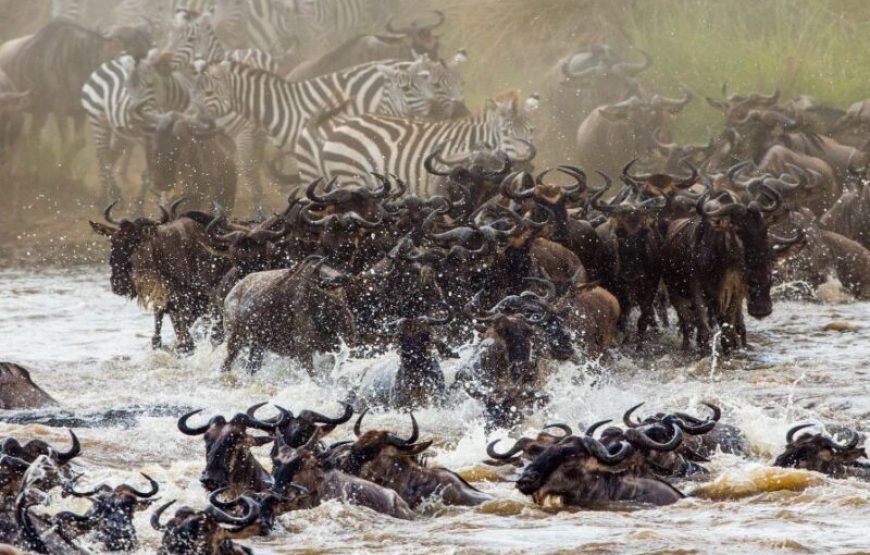 3-Day 2 nights Masai Mara Only