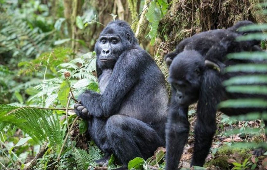 3 Days Gorilla Encounter and Bunyonyi