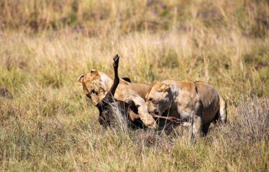 3-Day 2 nights Masai Mara Only