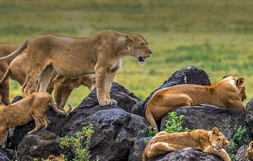 3-Day 2 nights Masai Mara Only