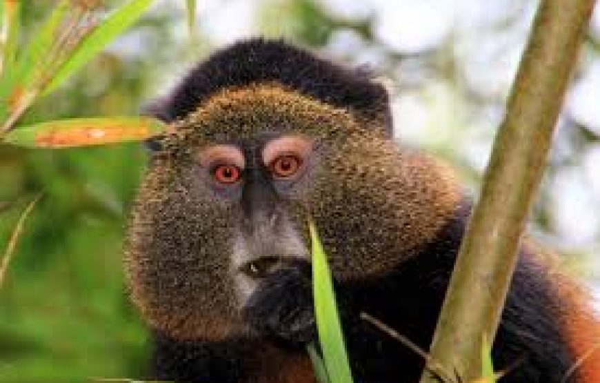 3 Days Uganda Golden Monkey Tracking Tour
